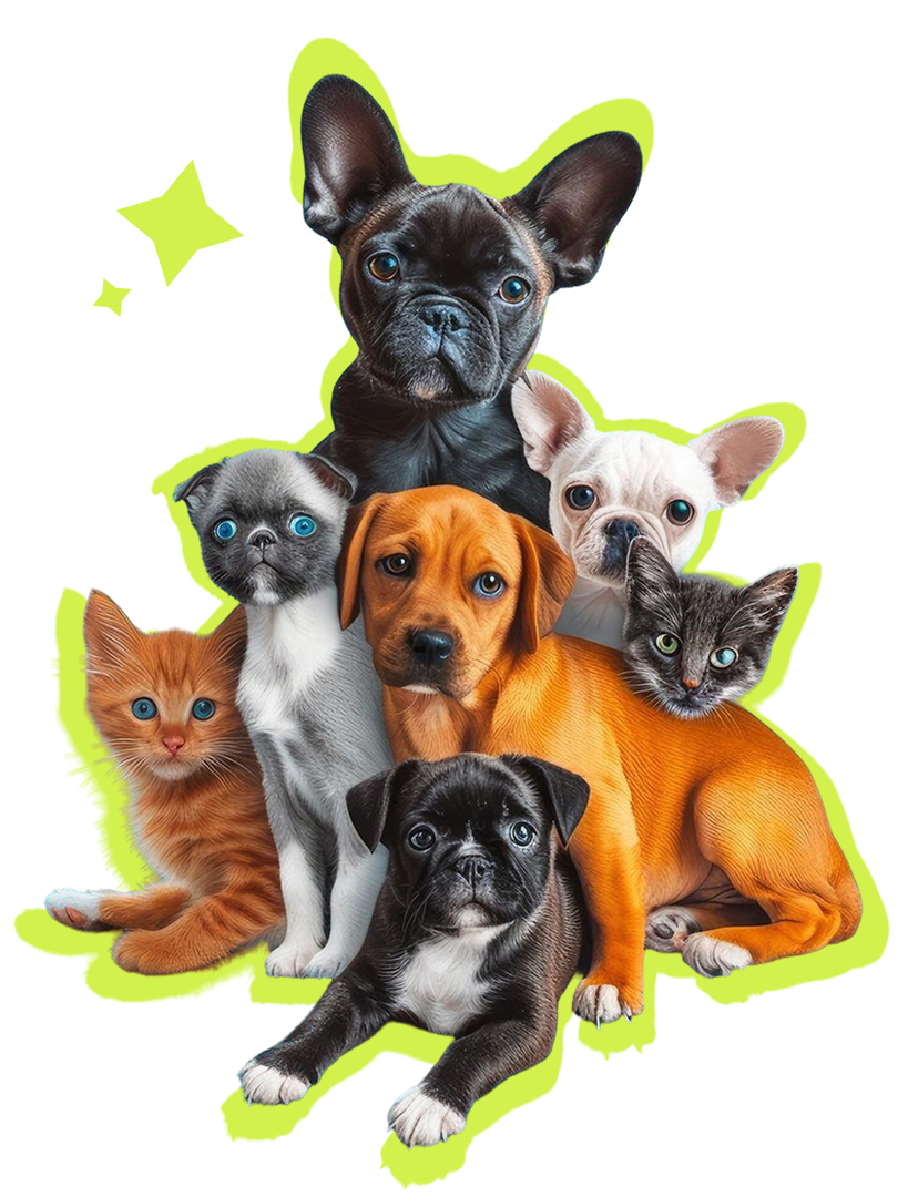 Happy pets