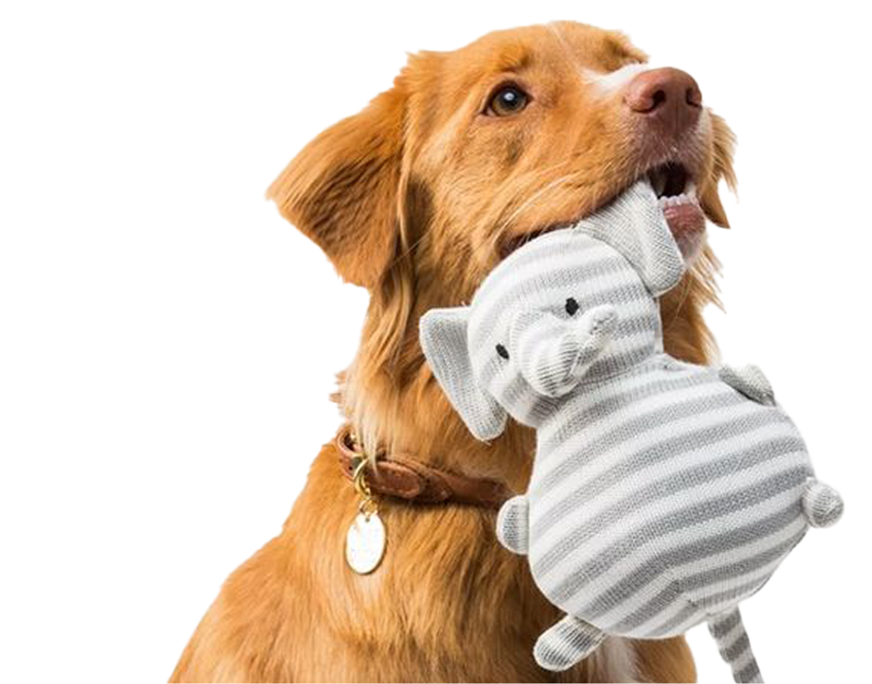 Dog with toy