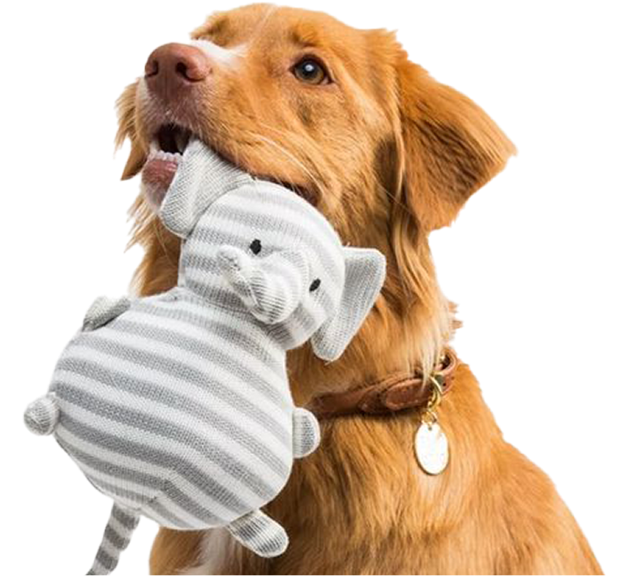 Dog with toy