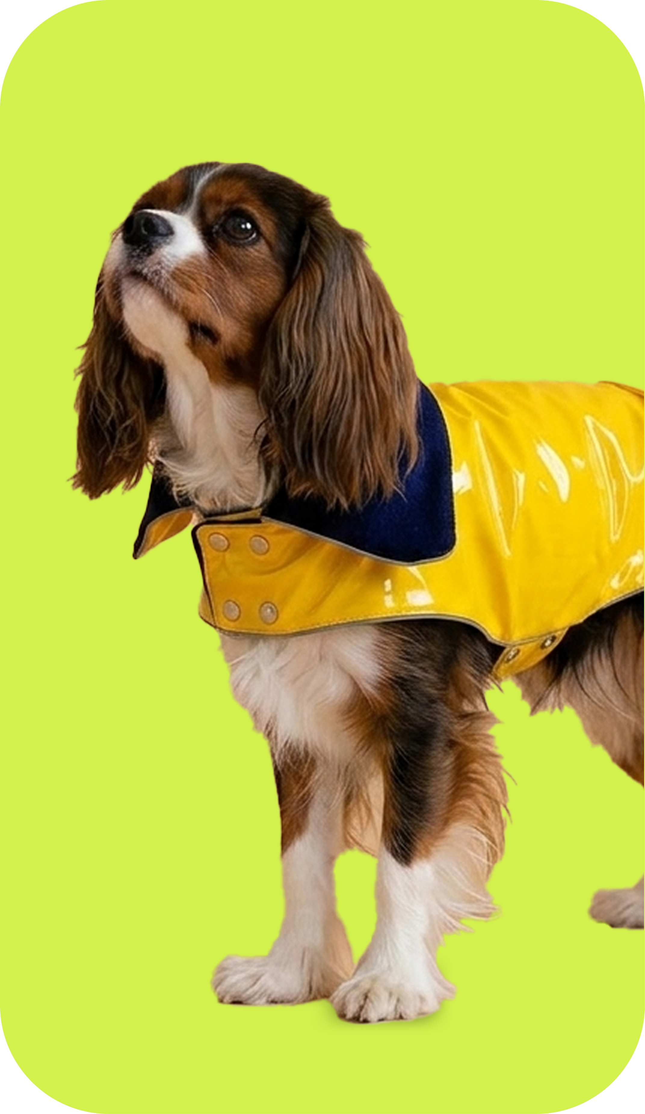 Dog in vest
